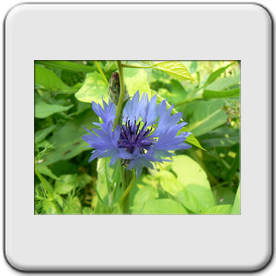 Centaurea cyanus (Le Bleuet des champs)