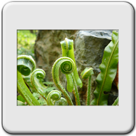 Asplenium scolopendrium (La scolopendre)