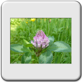 Trifolium medium (Trfle intermdiaire)