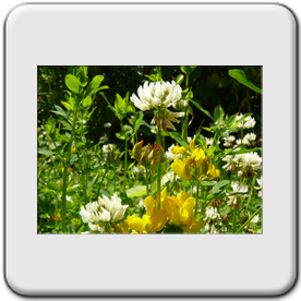 Trifolium repens (trfle blanc)