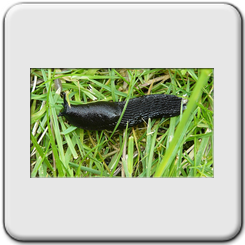 La grande limace noire(Arion ater)